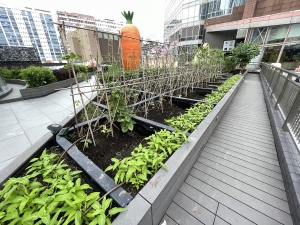 Rooftop_Farm_in_Kwai_Chung,_Hong_Kong