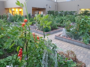 Farm_on_rooftop_of_Ebisu_Atre 1280px Garden beds on a rooftop, with large cherry tomato plants in the foreground.