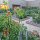 Garden beds on a rooftop, with large cherry tomato plants in the foreground.