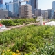 Growing vegetables on roof of an urban building